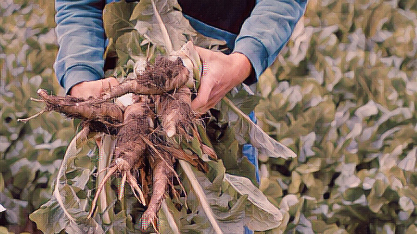 An artistic depiction of a person harvesting vegetables from a field for community supported agriculture.